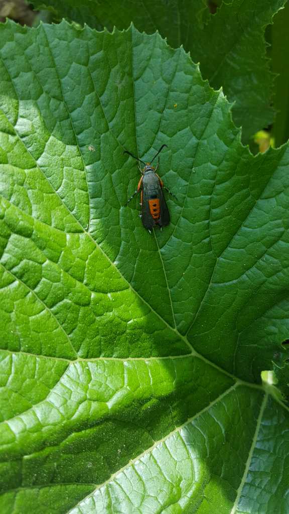 Squash vine borer